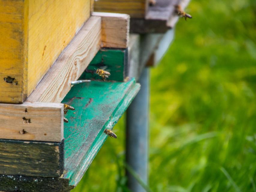  Am Samstag, den 3. August 2024 findet im Insektengehege die Honigernte unseres Bio-Honigs statt. Interessierte Besucherinnen und Besucher dürfen gerne unseren Imker Marius Jordan bei dieser anspruchsvollen Arbeit beobachten, seinen ausführlichen Erläuterungen rund um die Bedeutung der...