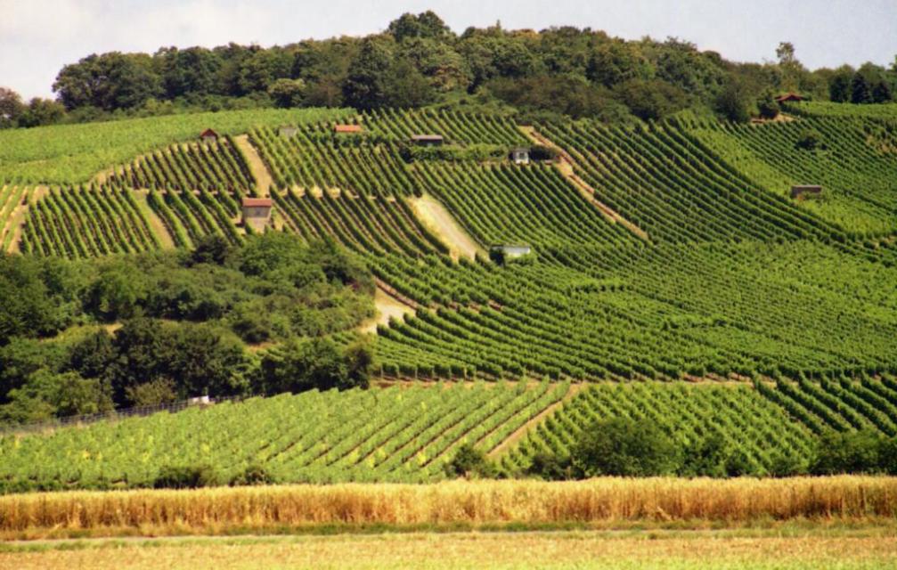 Wissenswertes rund um den Weinbau entdecken Sie direkt am Weinberg. Lernen Sie alles über den Weinbau und zu seinen regionalen Besonderheiten auf einem etwa 2 km langen Weinlehrpfad.