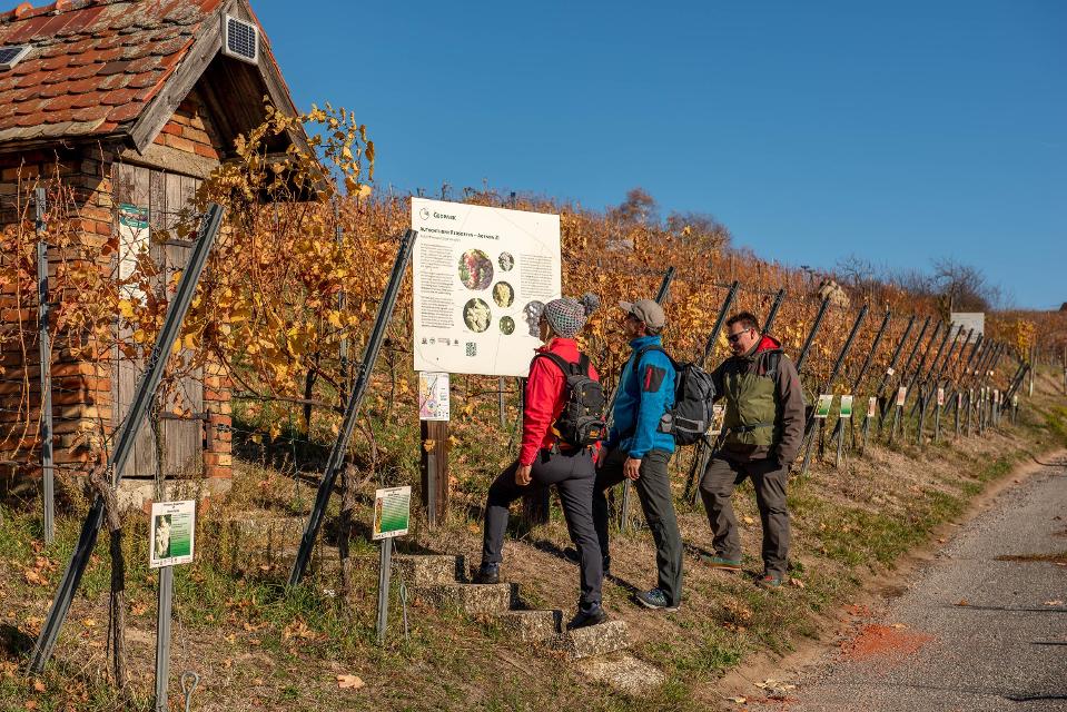 Der 7 km lange "Erlebnispfad Wein und Stein" präsentiert Wissenswertes zu Wein, Rebsorten, Geologie, Geschichte, Lebenskultur, Fauna und Flora der Region.