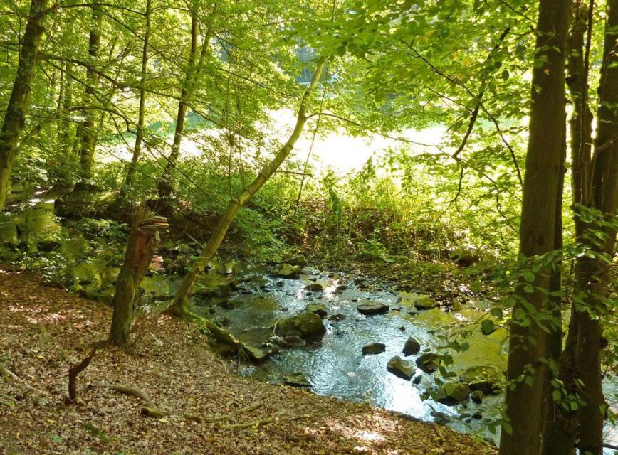 Leichter Wanderweg von der Quelle des Flüsschens Modau durch idyllische Bachauen hinab ins Tal nach Ernsthofen. Unterwegs kann echter Ourewäller Mundart gelauscht werden. 