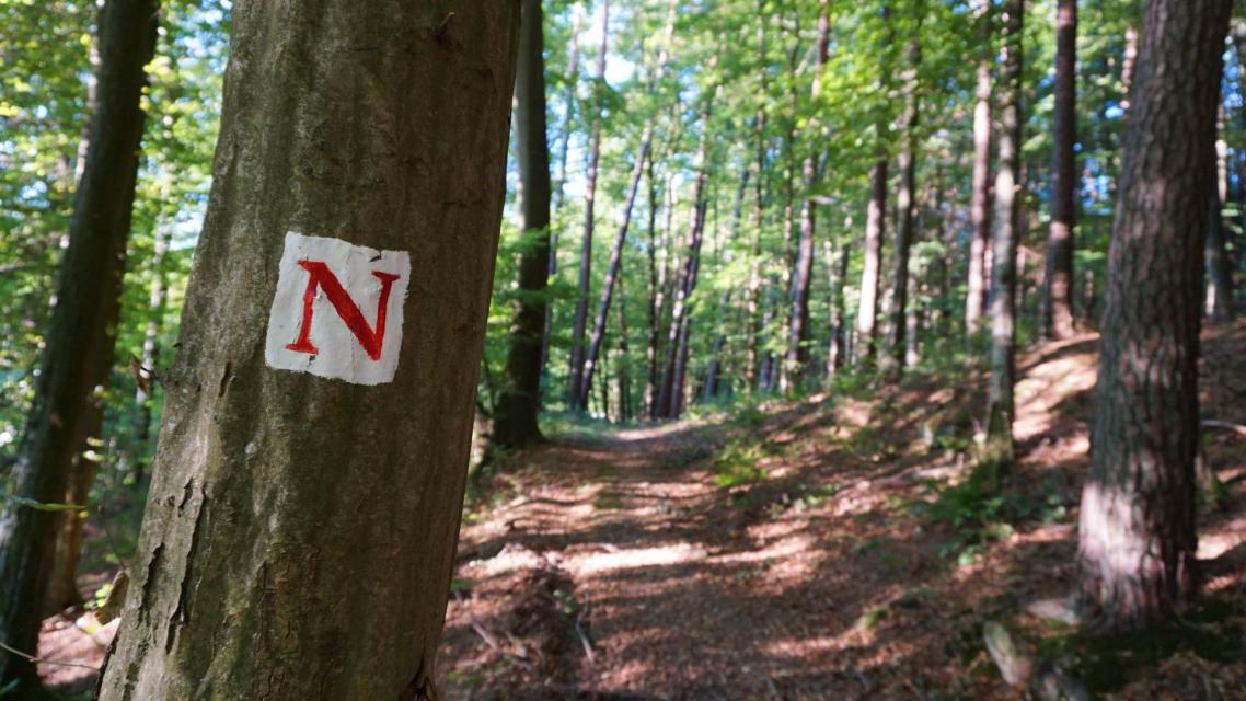 Auf einem Baumstamm am Rande eines Wanderwegs im Wald ist ein rotes "N" auf weißem Quadrat gemalt.