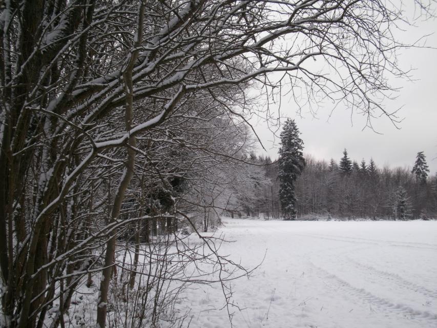Klassisch gespurte Skilanglauf-Loipe die im Wald oberhalb des Olfener Tals verläuft.