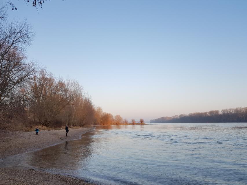 Rhein bei Gernsheim