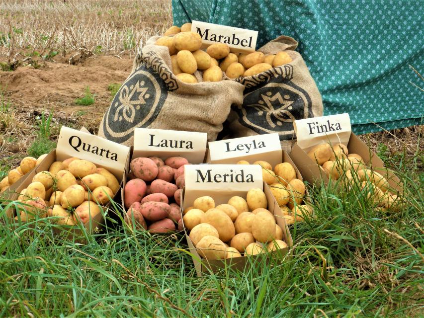 Wer sich bewußt für den Einkauf regionaler Produkte entscheidet, der steht oft vor der Frage, zu welcher Kartoffelsorte er beim Einkauf auf dem Bauernhof oder im Hofladen greifen soll. Unsere kleine Kartoffelkunde soll die Entscheidung erleichtern.