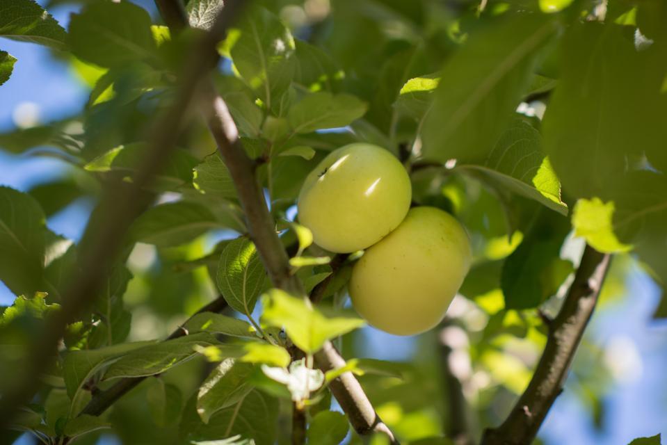 Der Förderverein Odenwälder Apfel e.V. gewährleistet echte Regionalität von Apfelsaft, Apfelwein, Apfelbränden und sonstigen Spezialitäten aus Odenwälder Äpfeln.
                 title=