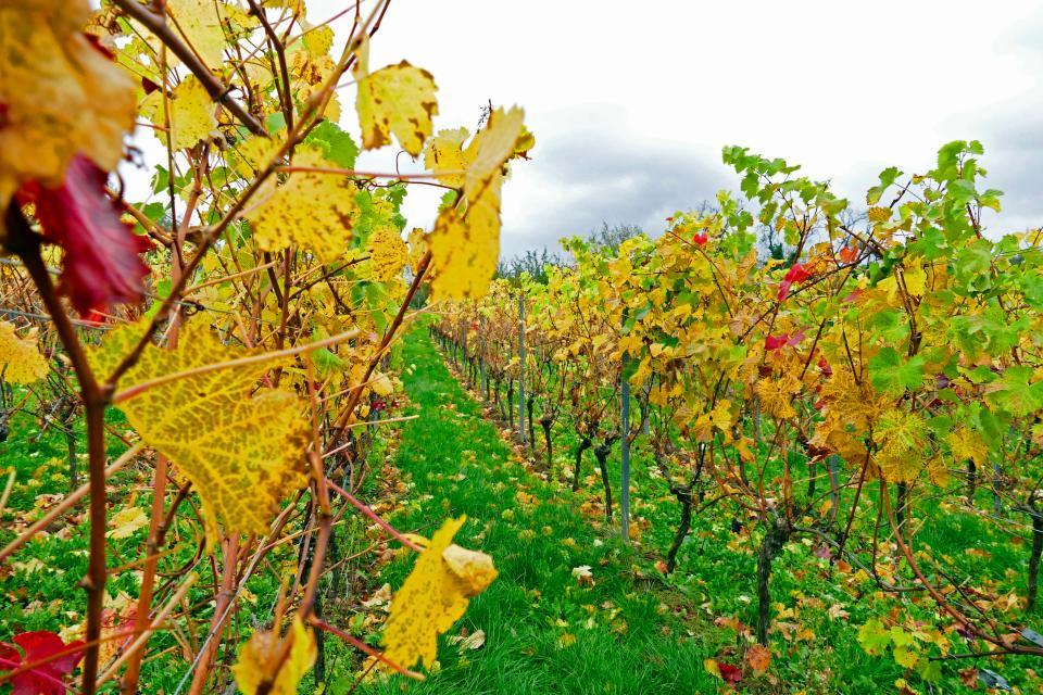 Das Weingut Rosenhof ist Gründungsmitglied der Weißen Burgunder Charta. Heute werden 3,5 ha in der Weinlage Schriesheimer Kuhberg bewirtschaftet. Hier werden die Rebsorten Weißburgunder, Grauburgunder, Chardonnay, Riesling, Silvaner, Sauvignon Blanc, Gewürztrainer, Spätburgunder, Merlot und Cabernet-Sauvignon angebaut. 