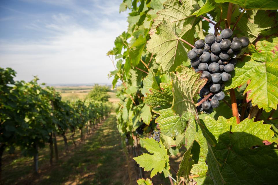 Das Weingut Bielig bewirtschaftet eine Fläche von 4 ha in den Weinlagen Schriesheimer Staudenberg und Schriesheimer Kuhberg.&nbsp;