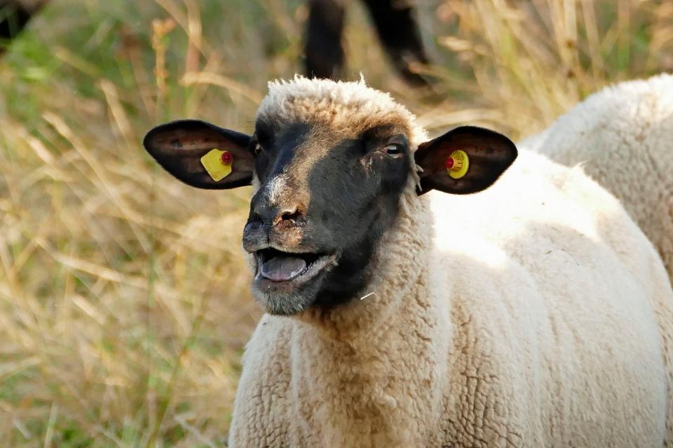 Die Schafhaltung Hans-Peter Müller bietet ihren Kunden bestes Weidelammfleisch von ausschließlich glücklichen Tieren mit viel Freilauf.