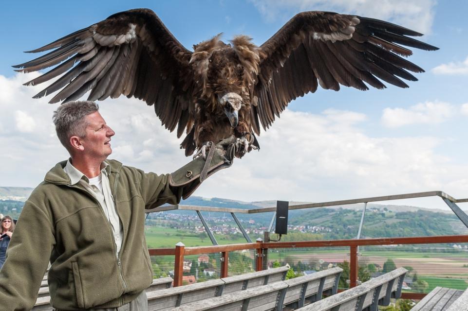 At Guttenberg Castle you will experience fascinating flight demonstrations, during which eagles, vultures and other birds of prey glide over the Neckar valley twice a day.