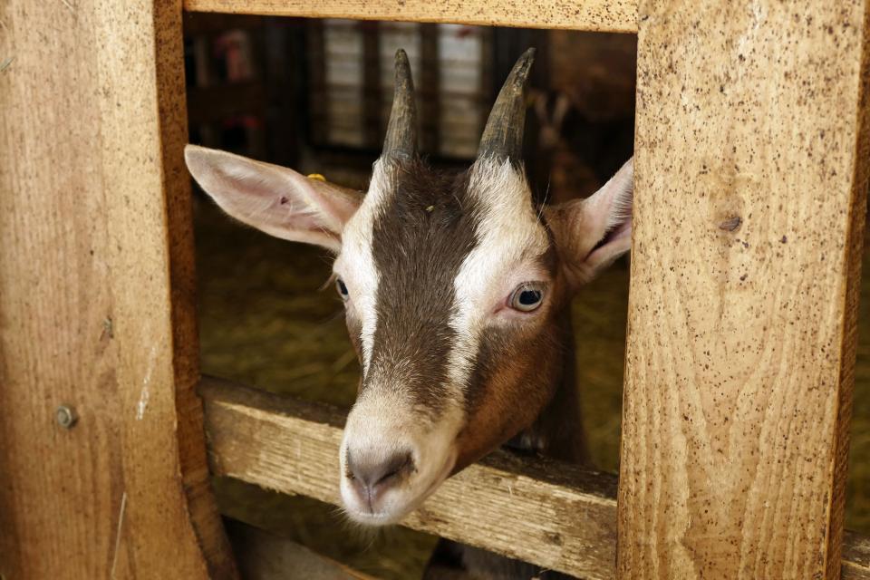 A tour of the "Weisse Hube" organic goat farm not only gives you an insight into the farm‘s own cheese dairy, but also provides you with interesting information about organic farming and goat and cattle breeding.