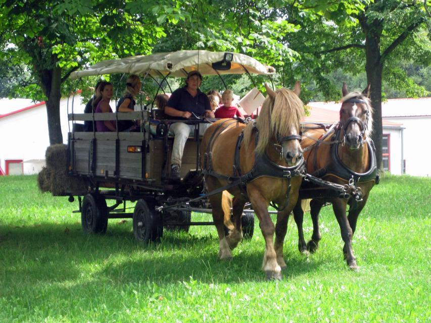 A day trip with the covered wagon guarantees you fun, beautiful landscapes and information about Breuberg Castle, which was built in the 12th century.