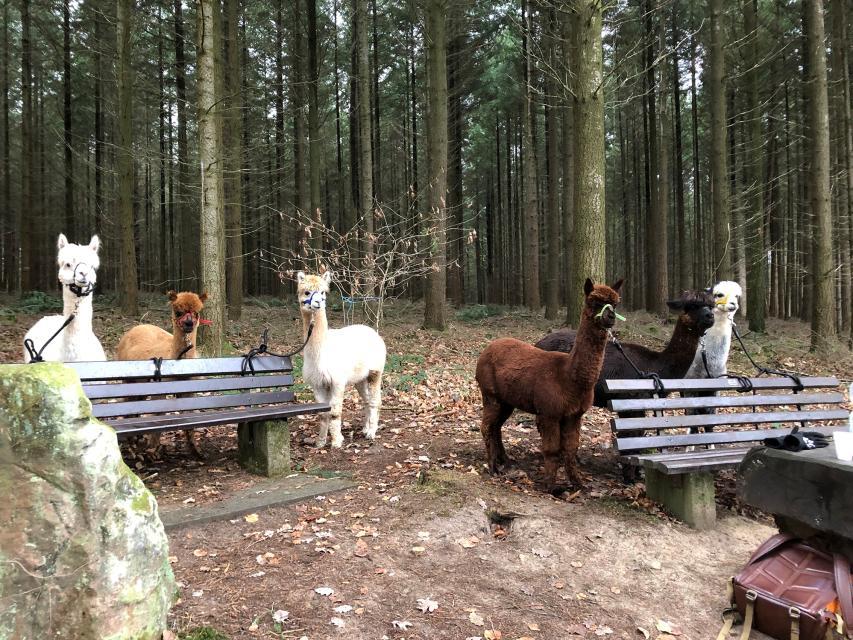In Begleitung der zutraulichen Alpakahengste von Hartmanns lässt sich der Odenwald gelassen erkunden, da diese ausgeglichenen Tiere tiefste innere Ruhe ausstrahlen. 