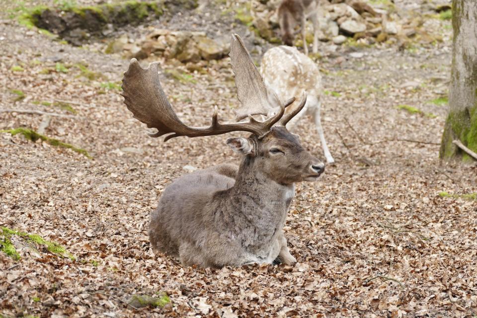 Im Wildpark Brudergrund bei Erbach können Rehe, Hirsche und Mufflons in natürlicher Umgebung beobachtet werden. Ein beliebtes Ausflugsziel für Familien mit Kindern.
