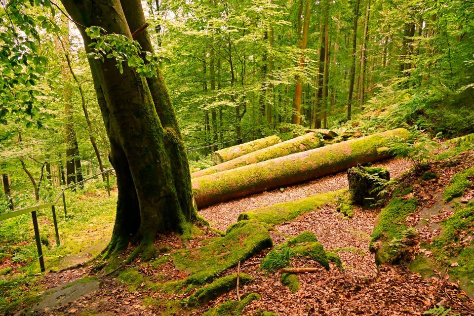 Die fünf monolithischen Heunesäulen aus Buntsandstein im Wald bei Miltenberg geben Rätsel auf. Für wen waren sie bestimmt und warum wurden sie nie abgeholt?