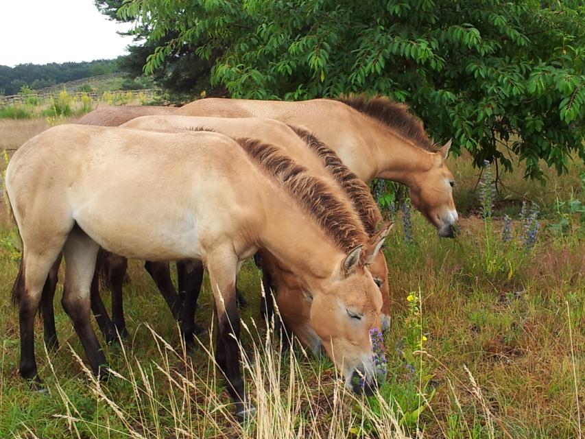 Regelmäßig werden Fürhungen zu den Przewalskipferden in Babenhausen angeboten