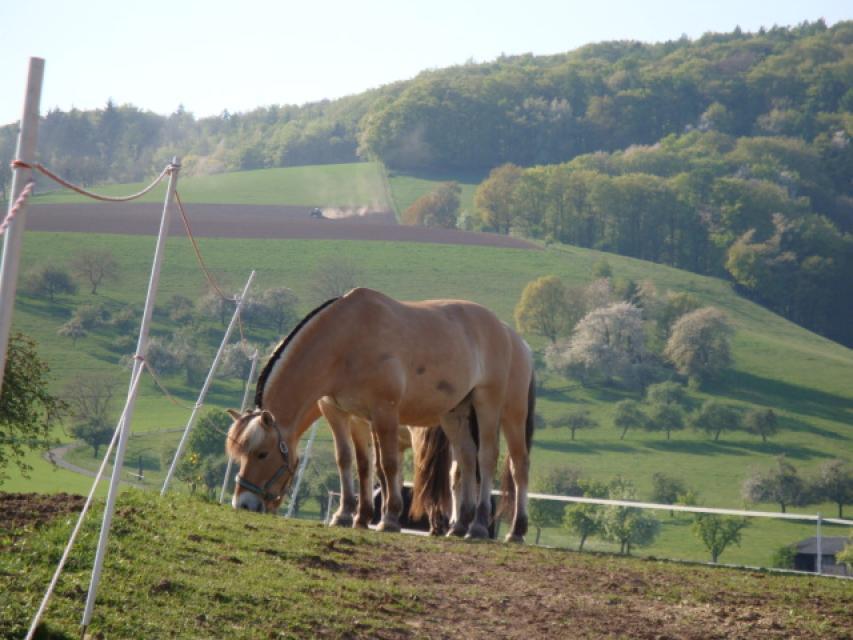 Der Ostertalhof ist ein Reiterhof in landschaftlich traumhafter Umgebung. Alles dreht sich um Pferde. Der ideale Ort für Reiterferien. Auch auf dem Ostertalhof werden Fjordpferde gehalten.