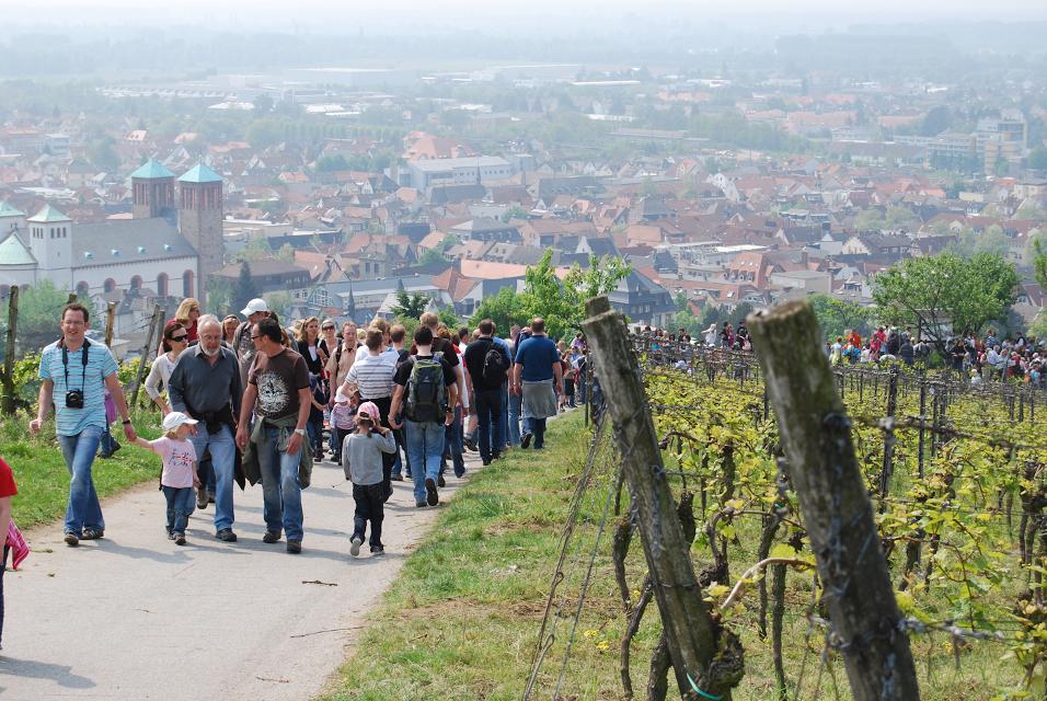 Jährlich am 1. Mai richten die „Bergsträßer Jungwinzer“ die beliebte Bergsträßer Weinlagenwanderung aus.