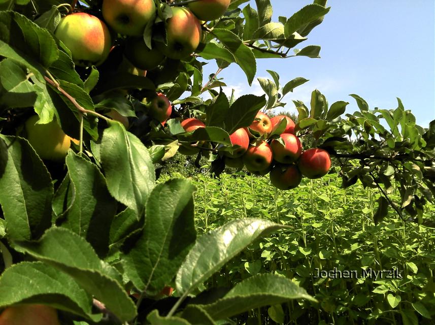 Köstliche Äpfel vom Gräfenhäuser Apfelbaum der Familie Myrzik