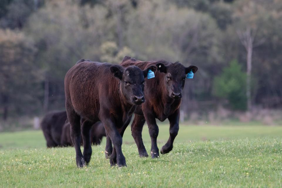 Auf einem riesigen Areal grasen gerade einmal 80 Tiere. Hier hat jedes Tier ausreichend Platz. Die Rinder haben rund um die Uhr die Möglichkeit nach draußen auf die Grünflächen zu gelangen.