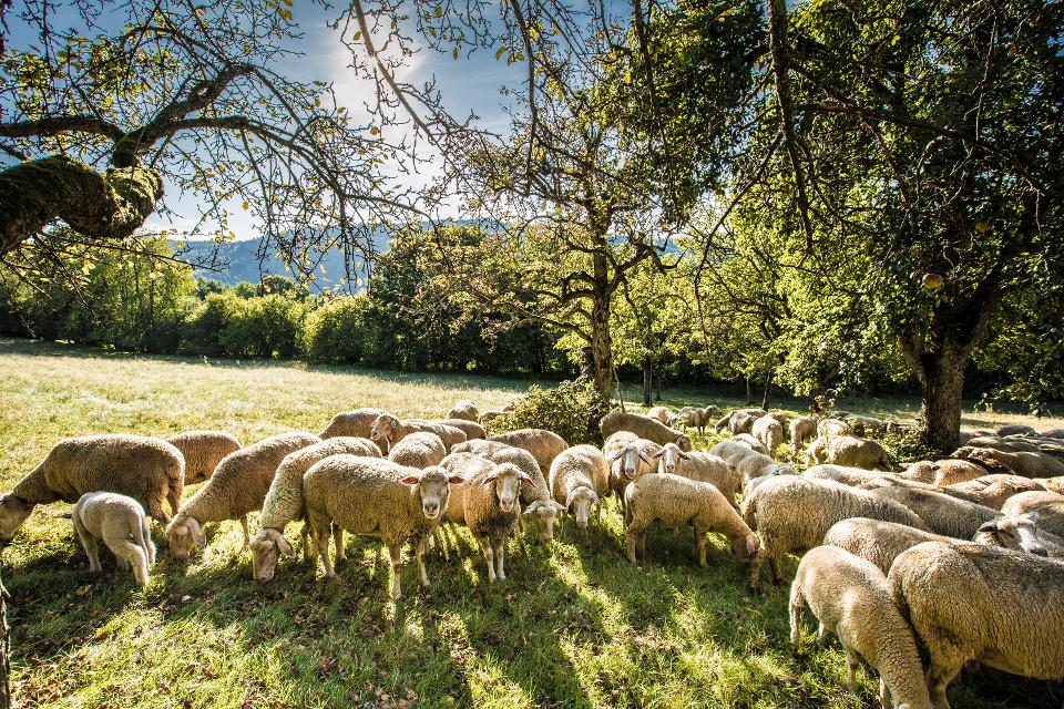 Schafe weiden auf einer Wiese unter Bäumen. Die Wiese befindet sich im Naturschutzgebiet Breitenstein in Eberbach, einem großen Streuobstwiesengebiet oberhalb des Neckartales. Die Sonne scheint.