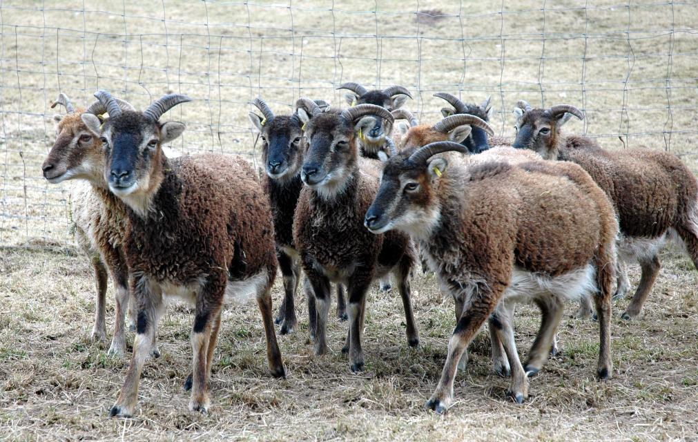 Die beiden Odenwälder Schäfer haben sich der Aufzucht und Haltung von Soay-Schafen, einer urtümlichen Schafrasse, verschrieben. 