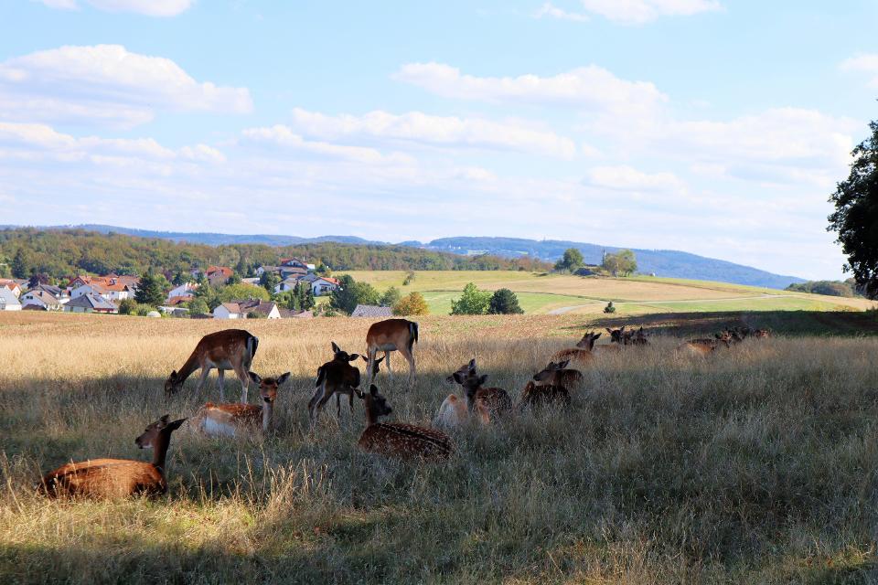 In dem Wildgehege oberhalb von Frankenhausen kann man Damwild beobachten. Entspannend ist es, den jungen und alten Tieren beim Fressen und Ruhen zuzusehen.