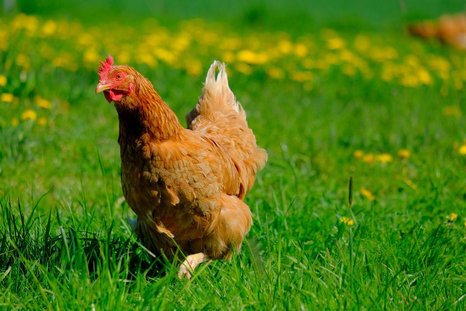 Der Röderhof der Familie Bernius in Reinheim bietet regionale Produkte direkt von Erzeuger an. Eier kommen von eigenen glücklichen Freiland-Hühnern, auch Weidehähnchen sind zu haben. Wurst und Fleisch stammt aus Dieter‘s Wurstladen und Obst gibt es der jeweiligen Jahreszeit entsprechend auch.