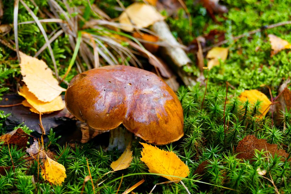 Herbstzeit ist Pilzzeit. Beim Sammeln der schmackhaften Waldfrüchte ist Vorsicht und Sachverstand geboten. Nutzen Sie deshalb das Angebot einer geführten Pilzwanderung.