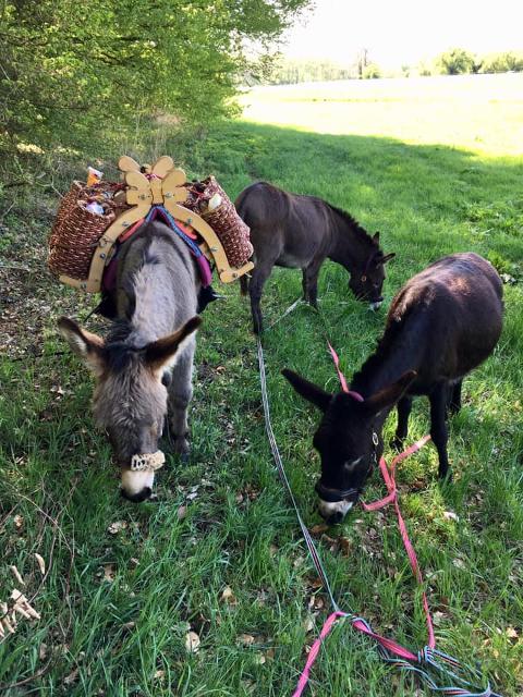 Die Tages-Eselwanderung führt vom ‚Eselhof Binzig‘ in Wald-Michelbach nach Korsika - hin und zurück an einem Tag!