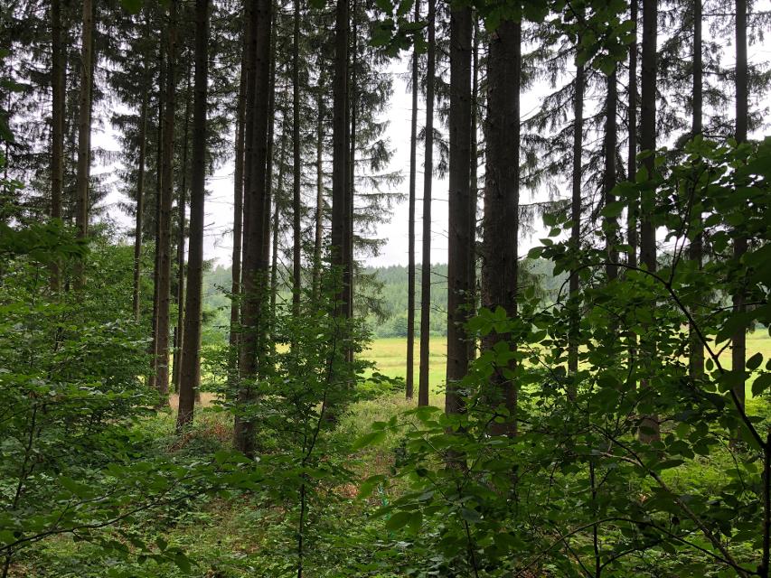 Das Trekking-Camp Waldschlössel liegt abseits der Ortschaft Wagenschwend an einem Waldrand mit schönen Wiesen.