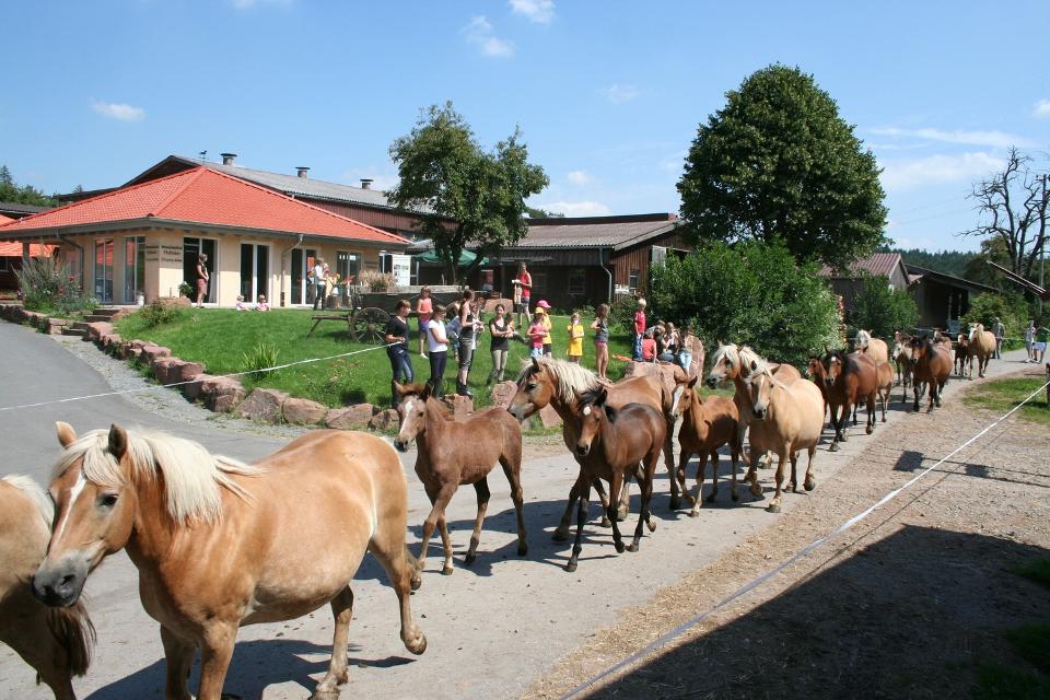Verschiedene Veranstaltungen rund um das Getränk Kimis, Stutenmilch, Nahrungsergänzung und Kosmetik auf dem schönen Kurgestüt Hoher Odenwald, Mülben.