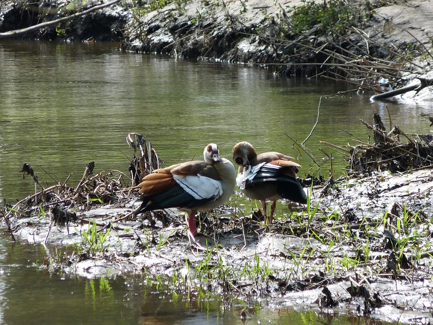 Gemeinsames Beobachten der Gänse und Enten am Reinheimer Teich. Mit Informationen zur Biologie und Lebensweise unserer heimischen Gänse und Enten.