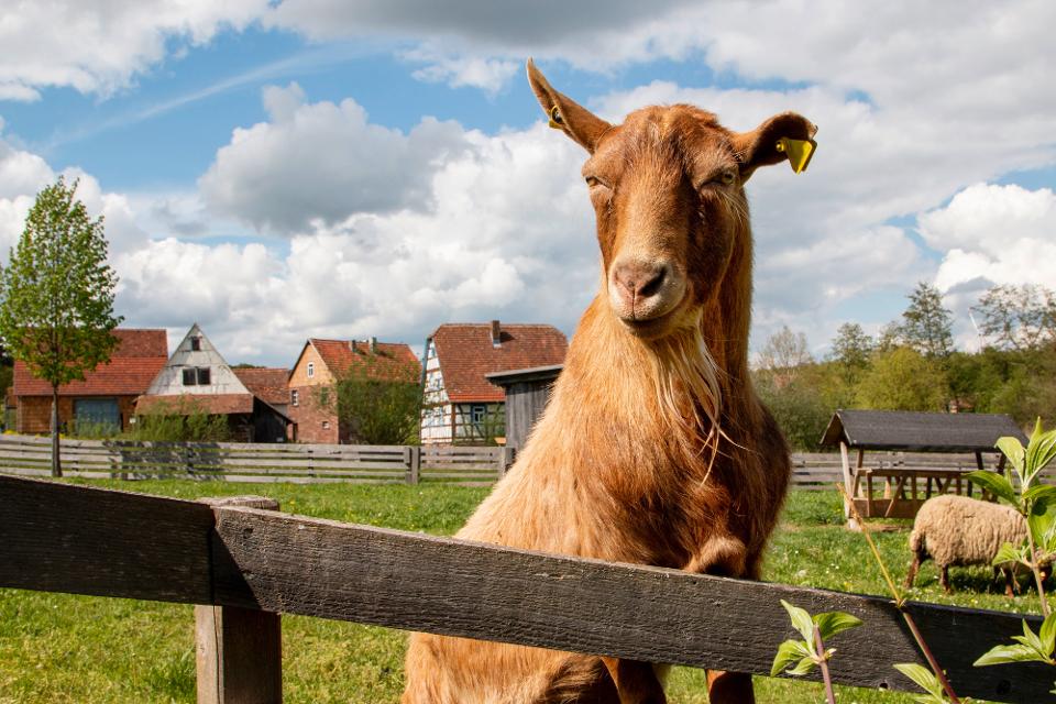 Tiere waren früher auf dem Bauernhof unerlässlich: Nicht nur als Milch- und Fleischlieferant, sondern auch als Arbeitstiere. Wir geben einen Einblick in die Aufgaben von Pferd, Ochse, Esel, Biene, Schaf und Ziege auf dem Bauernhof. 