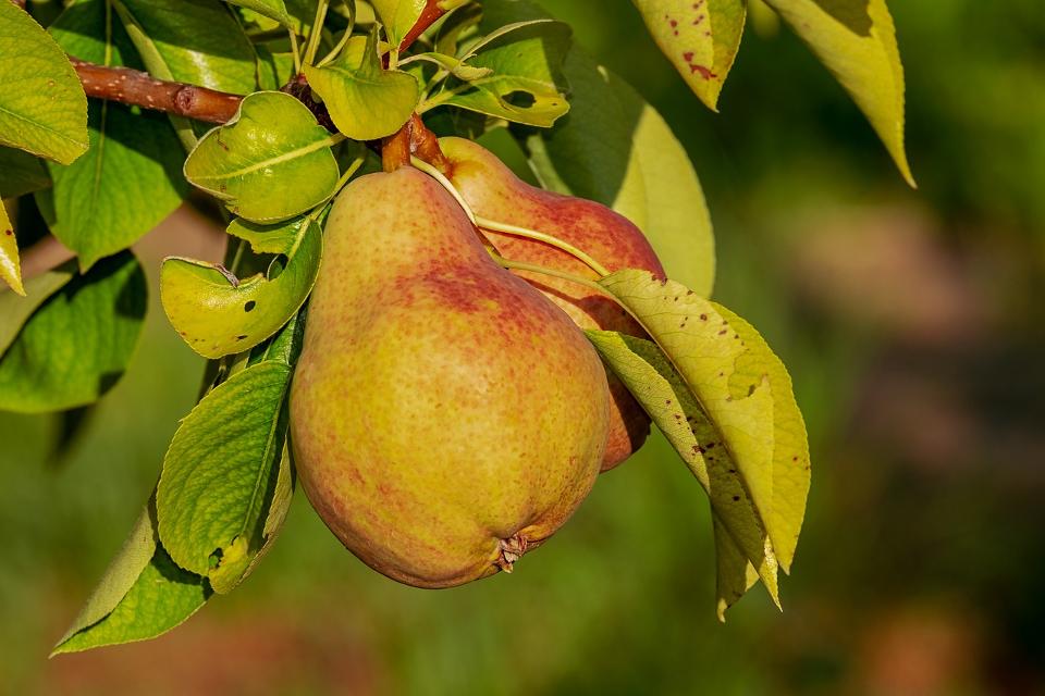 Zwei Streuobstexperten des Pomologenverbandes Baden-Württemberg und Hessen bestimmen Ihre mitgebrachten Apfel- und Birnensorten. Ausgewählte Apfelsorten dürfen probiert werden und an beiden Tagen wird das Pressen von Süßmost vorgeführt.