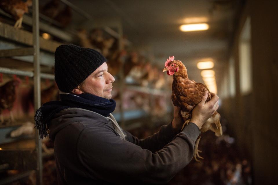 150 Hektar Land, vier Ställe, 12.000 Hühner – wer Thomas Schaffer auf dem Birkenhof bei Klein-Zimmern besucht, sollte schon vorab große Dimensionen vor Augen haben. „Viele Menschen überrascht vor allem die Zahl der Hühner“, sagt der Bio-Landwirt. 