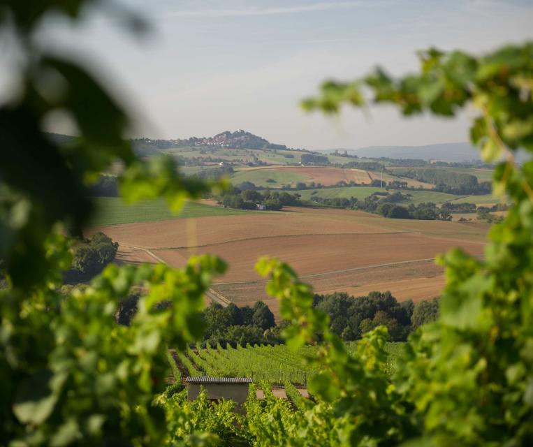 Bei Weinlagenwanderung des Odenwaldclub Groß-Umstadt mit 4 verschiedenen Strecken zwischen 5 und 14 km. Entlang der Strecken bieten verschiedene Winzer ihr Sortiment an.