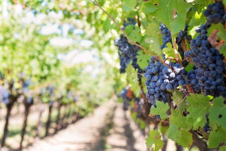 Vom 13. bis 19. Mai ist Weinwoche im Vinum Autmundis. In dieser Zeit gibt es 10% Rabatt beim Weinkauf in der Vinothek. Verschiedene Veranstaltungen in diesem Zeitraum runden das Programm ab.
                 title=