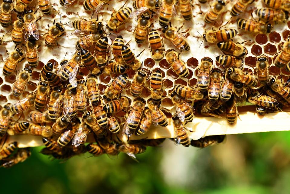 Ein Kurs mit Imker Jürgen Parg für alle, die gerne eigenen Honig ernten und etwas für die Natur tun wollen. Das die Bienen 80 % der bunten Blütenpflanzen in unseren Breiten bestäuben, mag nicht jeden überraschen - aber vielleicht die Tatsache, dass jeder selbst Bienen halten kann. Bienen halten ist ein guter Ausgleich zum hektischen Berufsalltag, macht Spass und wird mit leckerem Bio-Honig belohnt.
                 title=