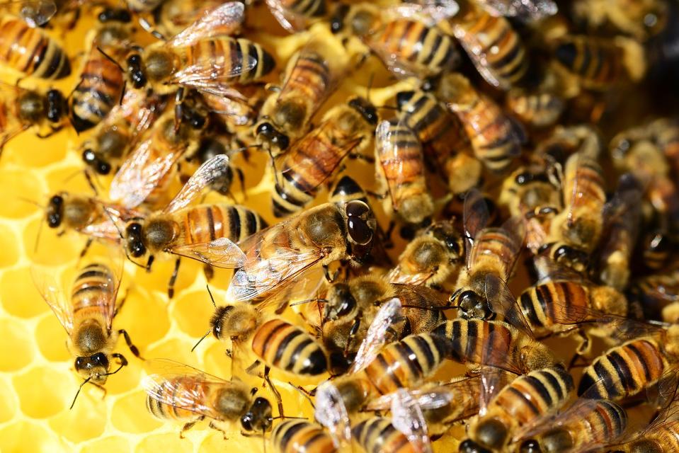 Der Imkerverein Groß-Umstadt ist einer der ältesten in Darmstadt-Dieburg, es gibt ihn seit über 125 Jahren. Er versucht das Interesse von Kindern und Erwachsenen an Honigbienen zu fördern, indem er im Gruberhof ein „Mini Bienen-Imkermuseum“ mit Imkerei-Gerätschaften der letzten 100 Jahren betreibt. Wo man leckeren Honig bekommt, erfährt man hier 