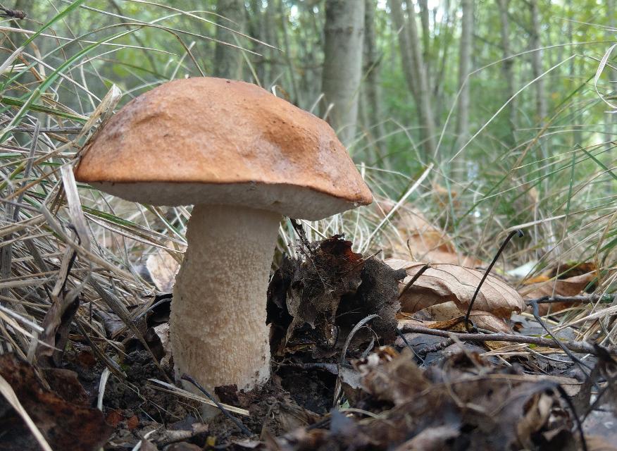 Schwammerl suchen mit dem Pilz-Sachverständigen Franz Meindl am Sonntag, den 29.09.2024, von 08:00 – 10:30 Uhr