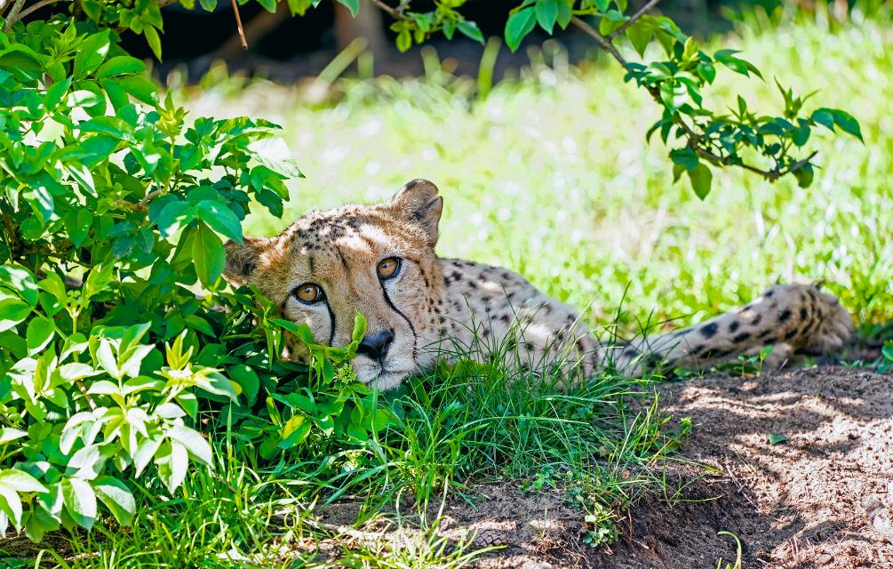 Gepard in der Serengeti-Safari
