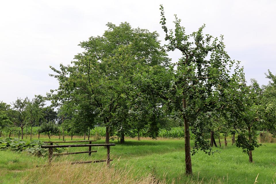 Biotop und Obstbaumwiese ein abwechslungsreiches Erholungsgebiet. 