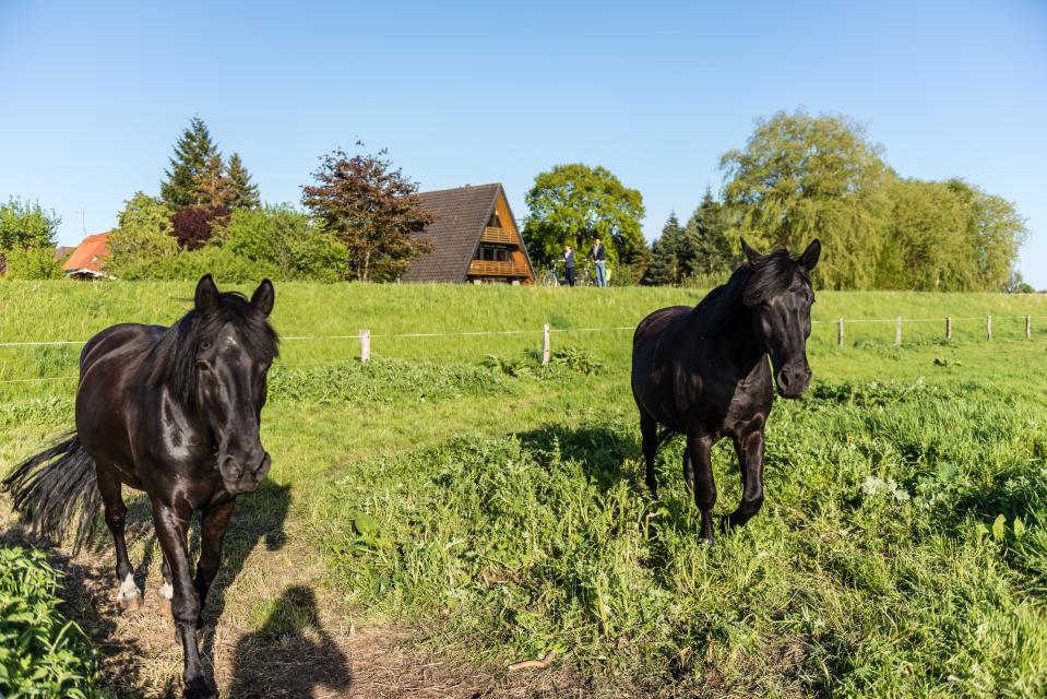 Auf einer grünen Weide sind zwei schwarze Pferde.