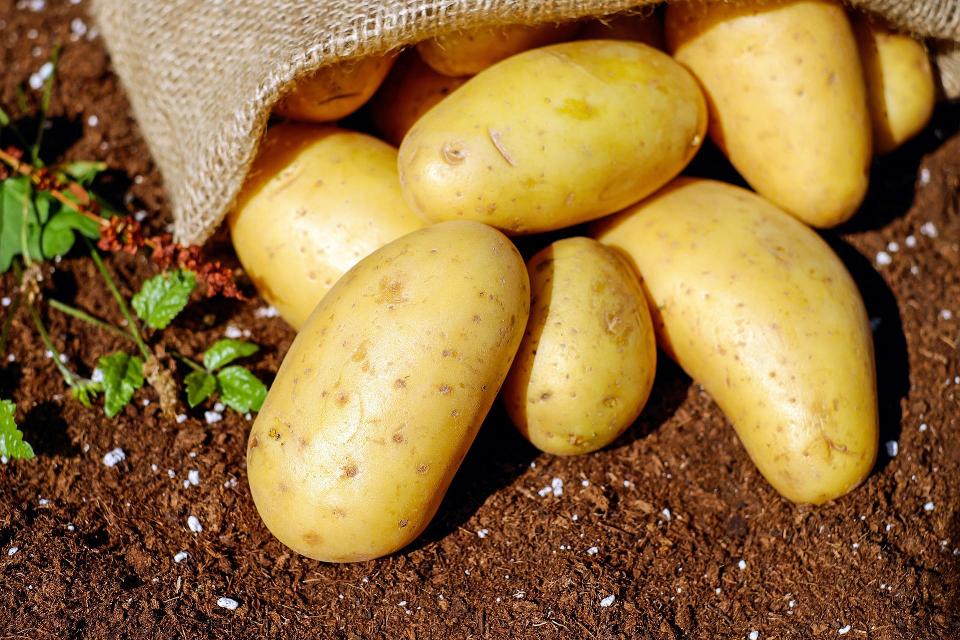 Kartoffeln aus eigenem und regionalem Anbau