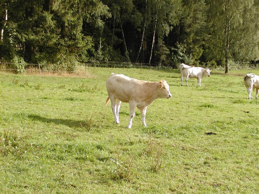 Wir, die Familie Purucker, züchten bereits seit 1993 das französische Blonde d`Aquitaine Rind mit seinem typischen „blonden“ Fell und seiner besonderen Fleischqualität  