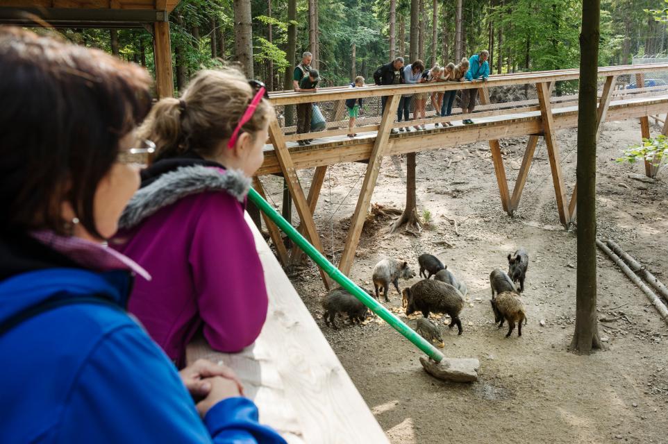 Wildschweingehege im Wildpark Mehlmeisel