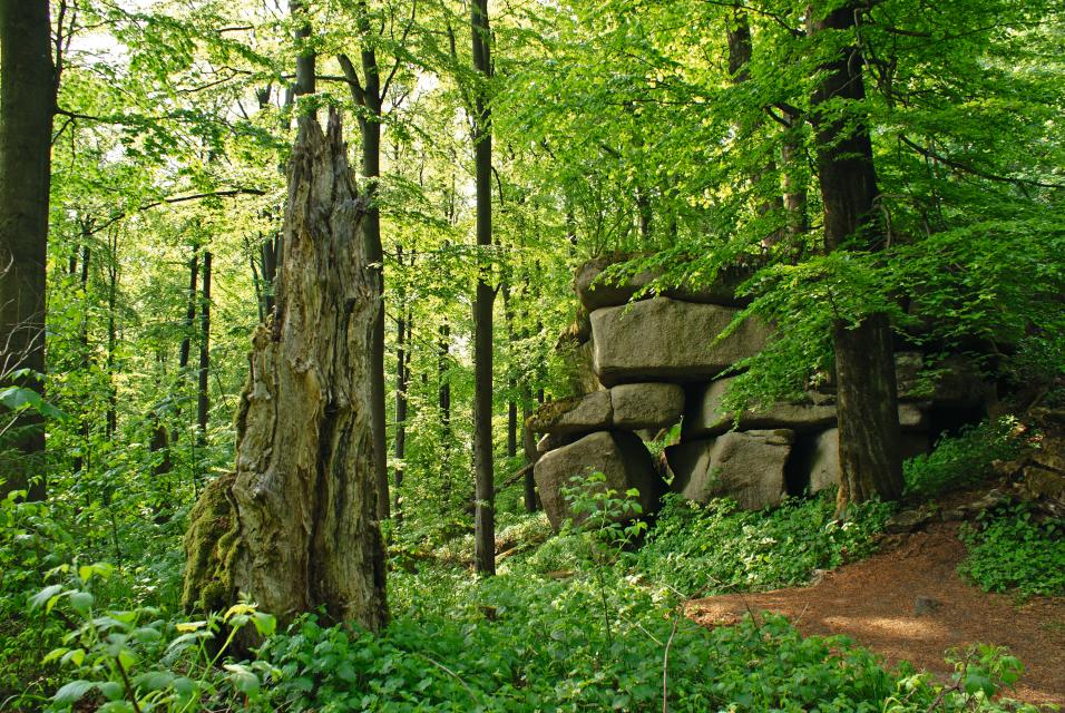 Auf Grundlage des Bayerischen Waldgesetzes wurden Mitte der siebziger Jahre des vorigen Jahrhunderts sogenannte Naturwaldreservate eingerichtet. Naturwaldreservate haben nicht nur den Erhalt der landestypischen, natürlichen Waldgesellschaften, sondern auch deren Erforschung zum Ziel. Das Natur...