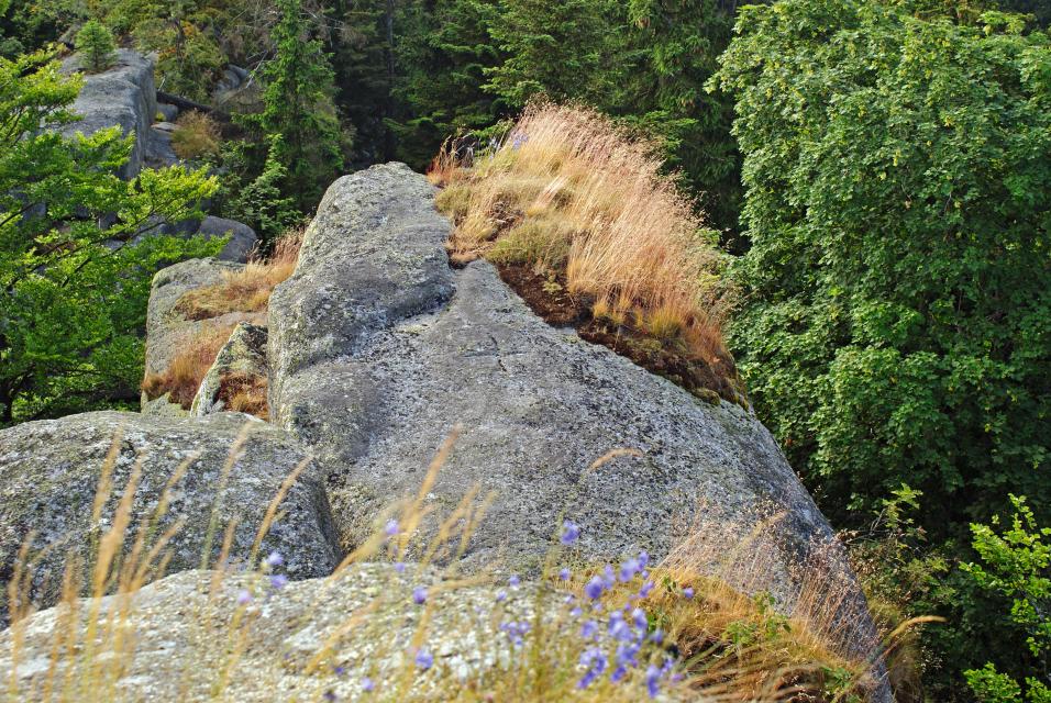 Felsen sind sehr unwirtliche Lebensräume und stehen am Anfang der Bodenbildung. Flechten und Moose siedeln sich als erstes auf den nährstoffarmen und großen Temperaturschwankungen unterworfenen Standorten an. Sie wachsen langsam, können Gesteine anlösen und Nährstoffe aus der Luft aufnehmen.