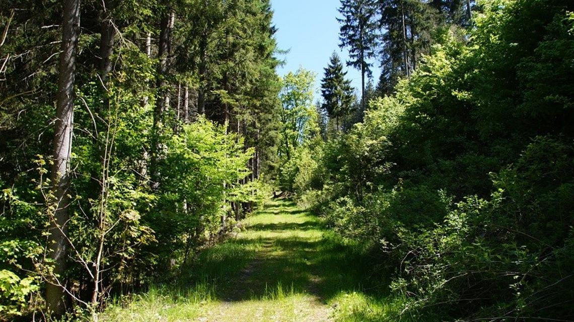 Die Wanderung beginnt am Zainhammer&nbsp;und führt durch viel Wald und Natur.
                 title=