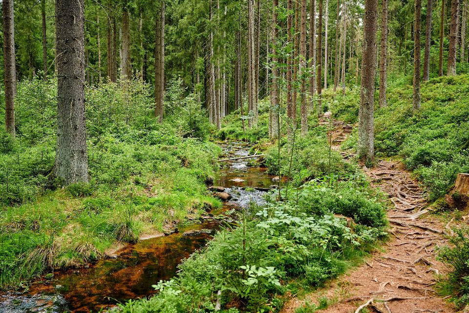 Genießen Sie die beruhigende Wirkung des Wassers im Kurwald von Bischofsgrün.